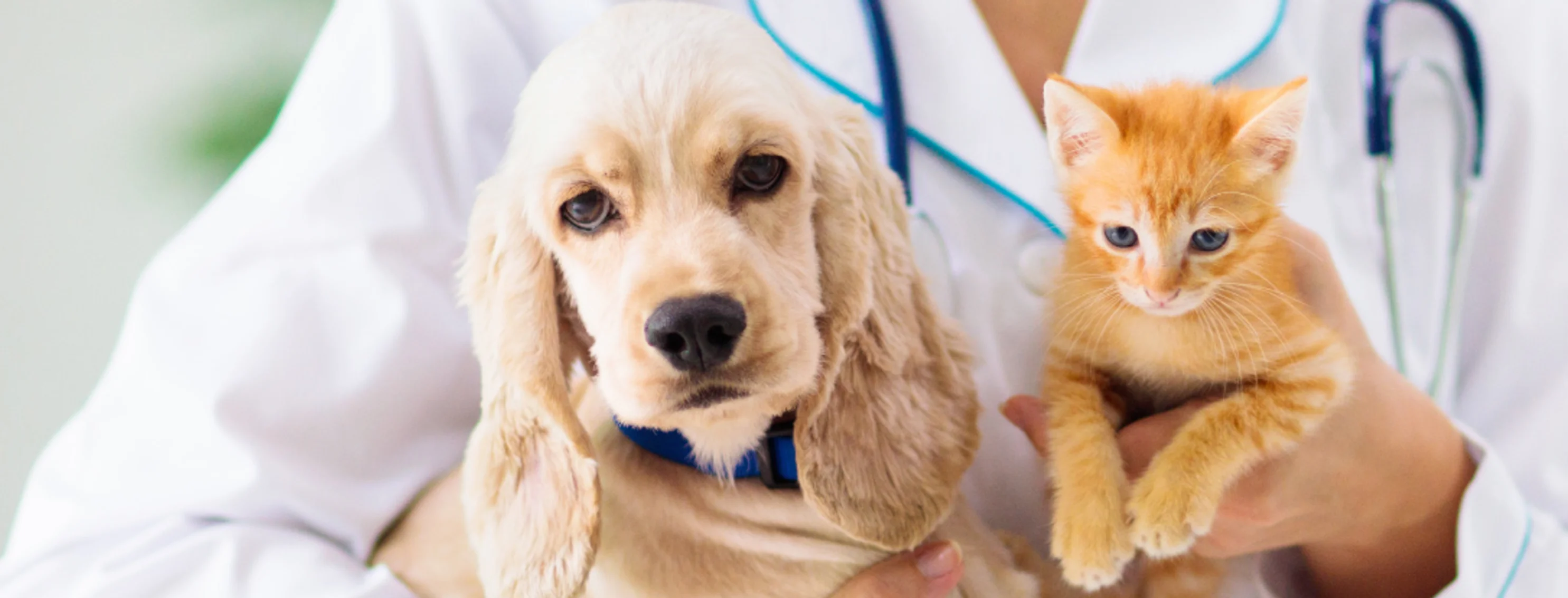 Puppy with Kitten in Doctors Hands